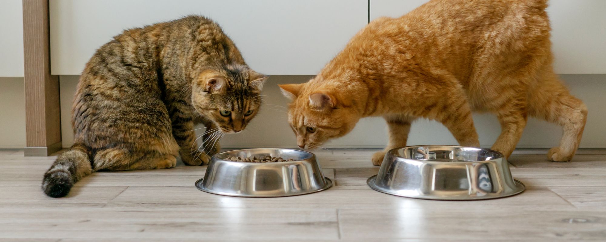 test aliments pour chat