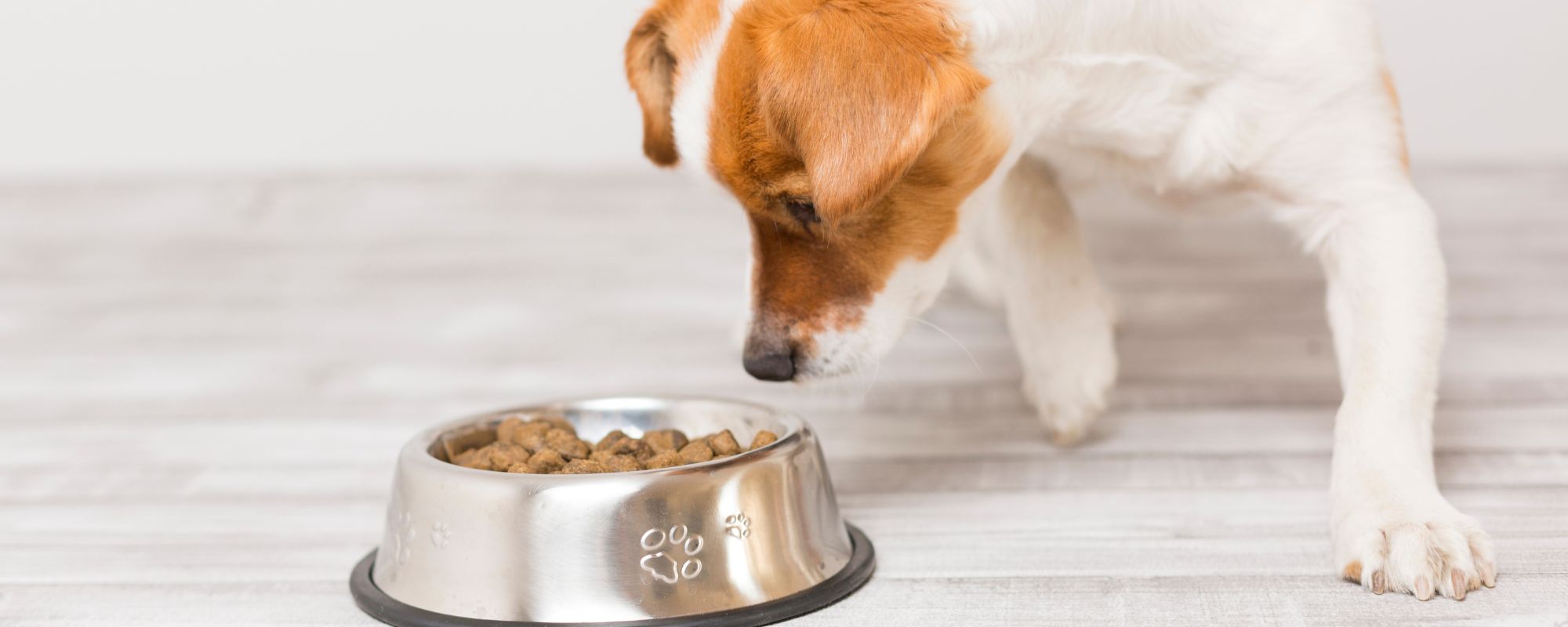 Test aliments chien